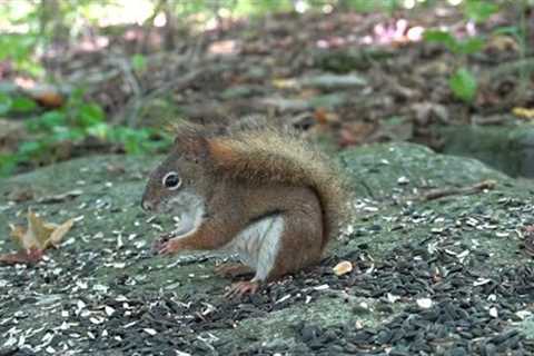 10 hours - Red Squirrels for CATS and PETS - September 26, 2022