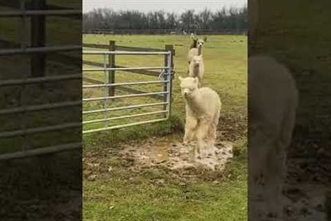 Hilarious Alpacas Jump Over a Little Puddle! #Alpacas #Shorts