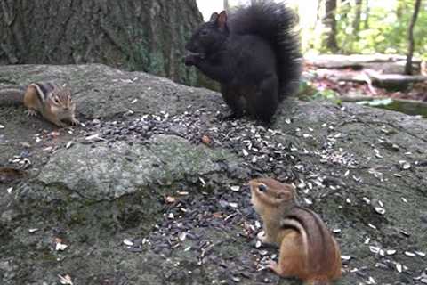 10 hour - Chipmunks and Squirrel Feeding Frenzy - September 27, 2022