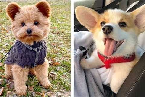 🐶 Adorable Puppies Will Make You Happy All Day 😍 | Cutest Puppy 🐶