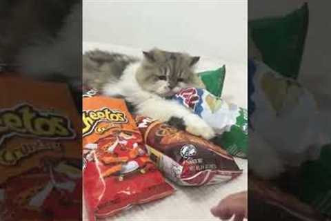 Hilarious Cat HATES Sharing Potato Chips! #Cats #Shorts