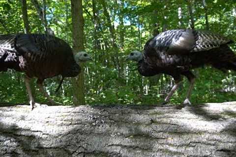 10 hour - Turkeys of the Forest - September 28, 2022