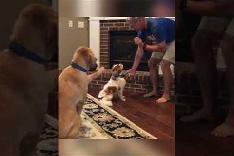 Funny Golden Pup Tries to Help Pup Get Treat! #Dogs #Shorts