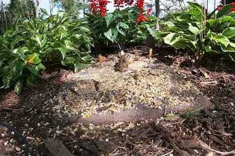 Chipmunk Feeding Frenzy - September 29, 2022