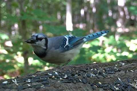 10 hours - Birds and Squirrels of the Forest - September 30, 2022