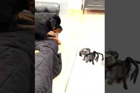 Hilarious Dog Dressed As Spider SCARES Big Dog! #Halloween #Shorts #Dogs