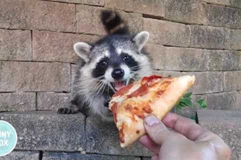 I fed this raccoon pizza until he became my best friend...