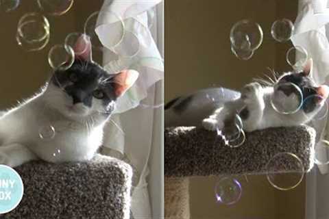 Cat freaks out over bubbles