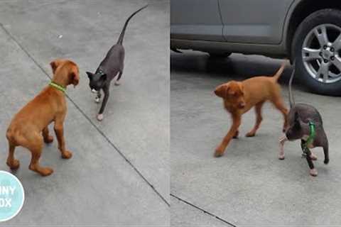 Puppy Meets Hairless Cat