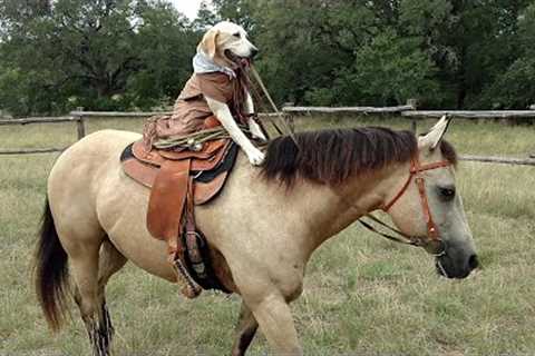 The Ever-Loyal Labrador