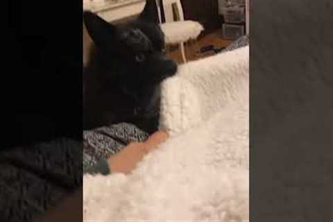 Hilarious Pup Steals Blanket From Person! #Dogs #Shorts