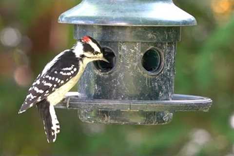 10 hour Hanging feeder for Birds - October 3, 2022