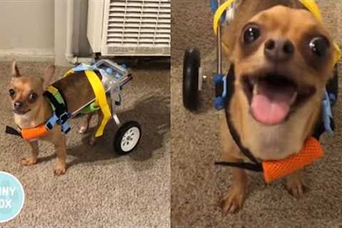 Paralyzed Puppy First Time Trying New Wheelchair