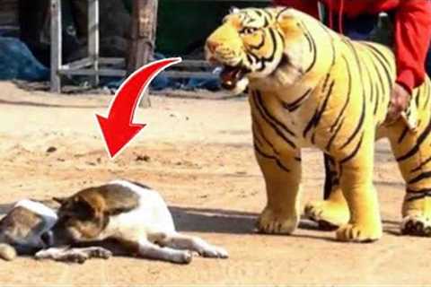 Fake Lion Prank Pets So Funny Can Not Stop Laugh | Pets House