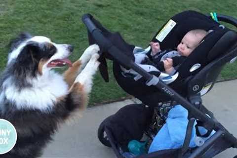 Funny Dog Nanny