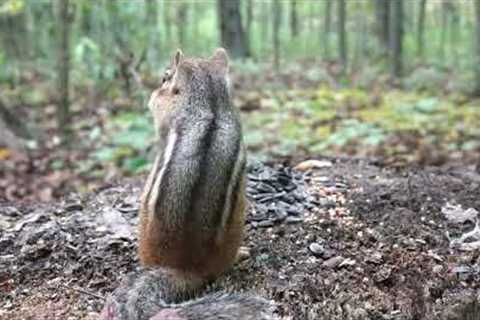 10 hour Autumn Chipmunks and Friends - October 5, 2022