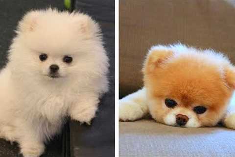 😍These Adorable Puppies Will Make Your Day Happy🐶| Cute Puppies