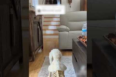 Funny Dogs Spooked By Halloween Decoration! #Halloween #Shorts