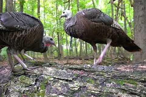 10 hours - Turkeys and Squirrels - October 7, 2022