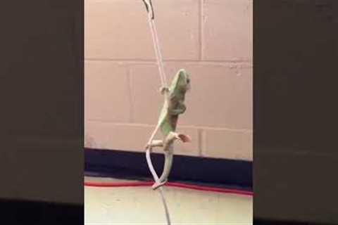 Hilarious Chameleon Comes in Like a Wrecking Ball #Lizards #Shorts