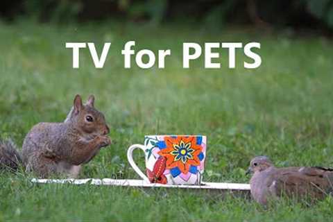 Cartoons for Pets - 10 Hour Backyard Dinner Scene - Oct 8, 2022