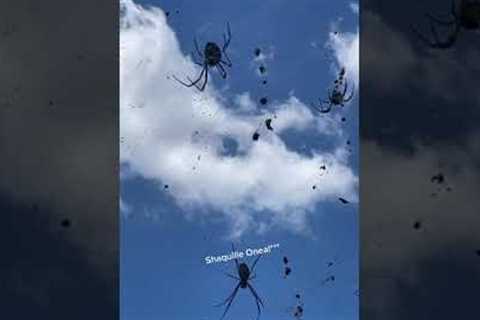 SCARY Spiders Hang Over Australian Street! #Spiders #Shorts