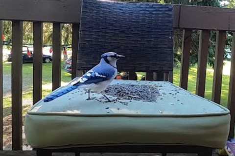 Sunday Morning Brunch for Blue Jays and Chipmunks - 10 Hours - Oct 9, 2022