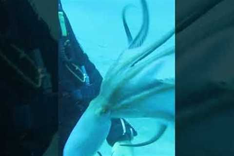 Adorable Octopus Plays with Scuba Diver! #Octopus #Shorts