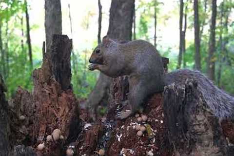 10 hour - Jays and Squirrels on a Stump - October 10, 2022