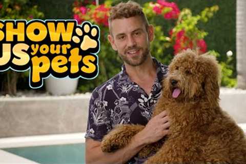 Nick Viall's Adorable Australian Cobberdog