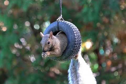 10 hours - Tire Swing for Squirrels - October 11, 2022