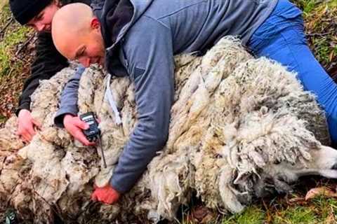 This Wild Sheep Was Covered In 55 Pounds Of Wool Makes Most Amazing Transformation