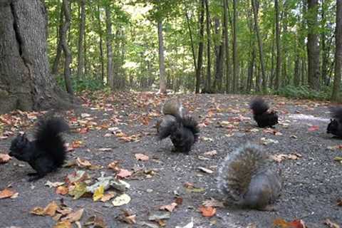 10 hour - Trail Mix for Squirrels - October 12, 2022