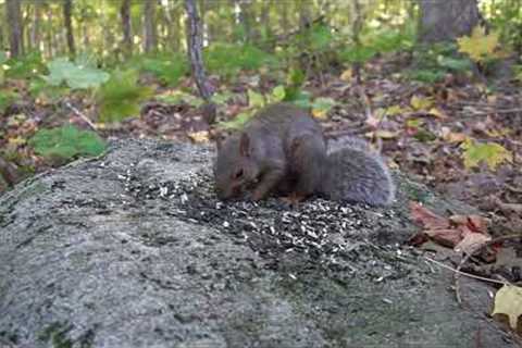 10 hour - Squirrels Feeding on a Rock - October 13, 2022