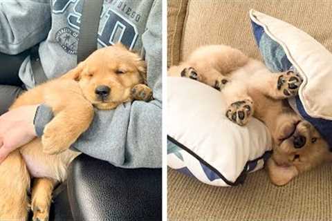 These Cute Golden Puppies Are Adorable 😍 Watch It All To See What You're Doing 🐶 😋| Cute Puppies