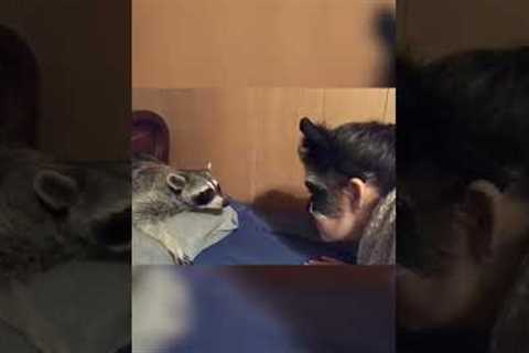 Funny Raccoon Reacts to Pet Parents #Halloween Costume! #Shorts #Raccoons