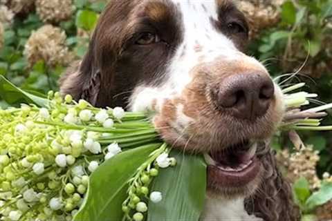 Sporty and Springy | Best Spaniels