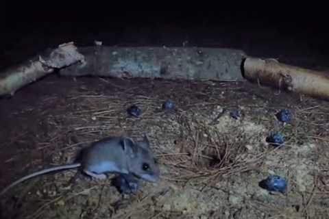 10 Hours of Mice at Night - Oct 16, 2022