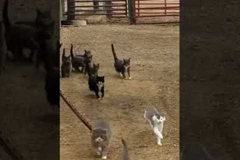 Hilarious Group of Cats Come Running Out of Barn! #Cats #Shorts