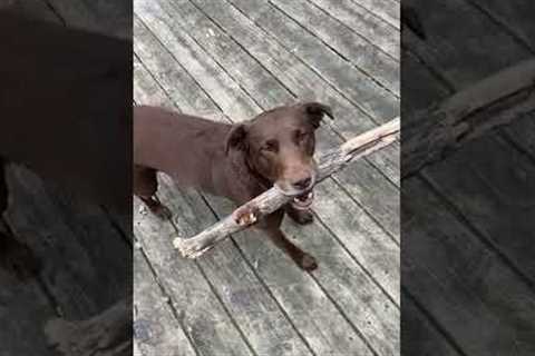 Dog Brilliantly Catches Stick While Playing Fetch After it Bounces Off Hut's Roof