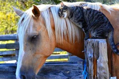 Funny Animal Video - Cute Cat Make Friend With Other Animal