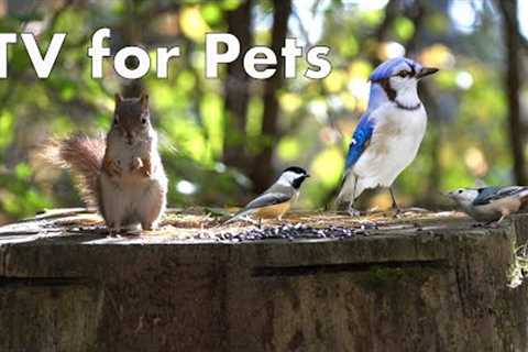 10 Hour Video for Pets - Birds and Squirrels in a Canadian Forest - Oct 18, 2022