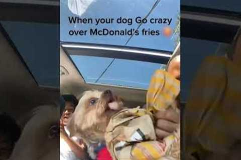 Hilarious Little Dog Goes CRAZY Over Fries! #Dogs #Shorts