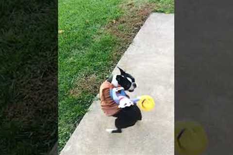 Hilarious Pup Runs Around in Cowboy Costume! #Halloween #Dogs #Shorts