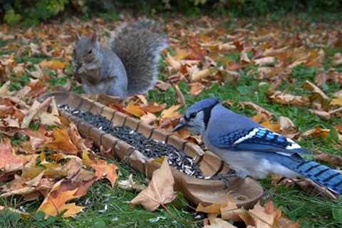 Backyard Trough Feeder for Animals in Fall - 10 Hours - Oct 19, 2022