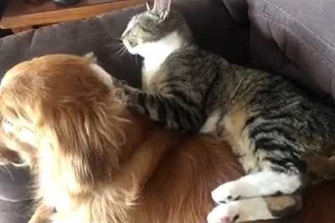 Hilarious cat MASSAGES Dog's neck | FUNNIEST Pets of the Week