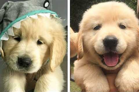 These Golden Puppies are So Cute!🥰😋 Let's see What this Puppies is Doing With Me 😍| Cute Puppies