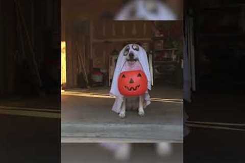 Adorable Dog Goes Trick-Or-Treating! #Dogs #Halloween #Shorts