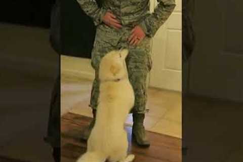 Adorable Pup Excited to See Owner Return From Military Deployment! #Dogs #Shorts #Veterans