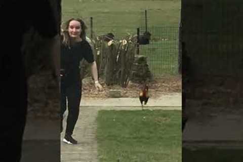 Funny Rooster Hilariously Chases Woman! #Shorts #Farms #Animals